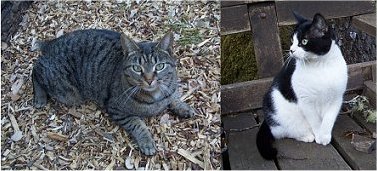 cats.jpg (29985 bytes)