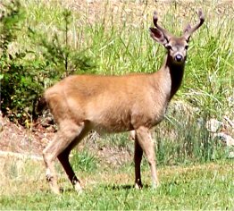 deer.jpg (28150 bytes)