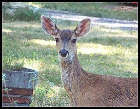 fawn2.jpg (24767 bytes)