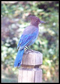 jay.jpg (16892 bytes)